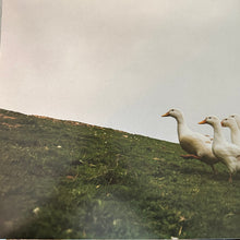 Charger l'image dans la galerie, Kacey Musgraves : Deeper Well (LP, Album, Cle)