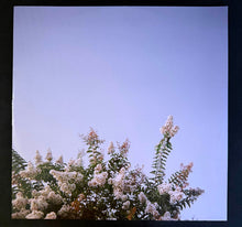 Laden Sie das Bild in den Galerie-Viewer, Deftones : Private Music (LP, Album, Ltd, Gre)