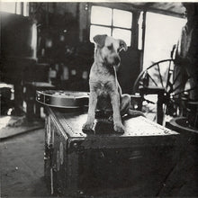 Charger l'image dans la galerie, The Blasters : Hard Line (LP, Album, All)
