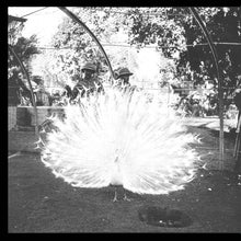 Load image into Gallery viewer, Jack White (2) : Blunderbuss (LP, Album)

